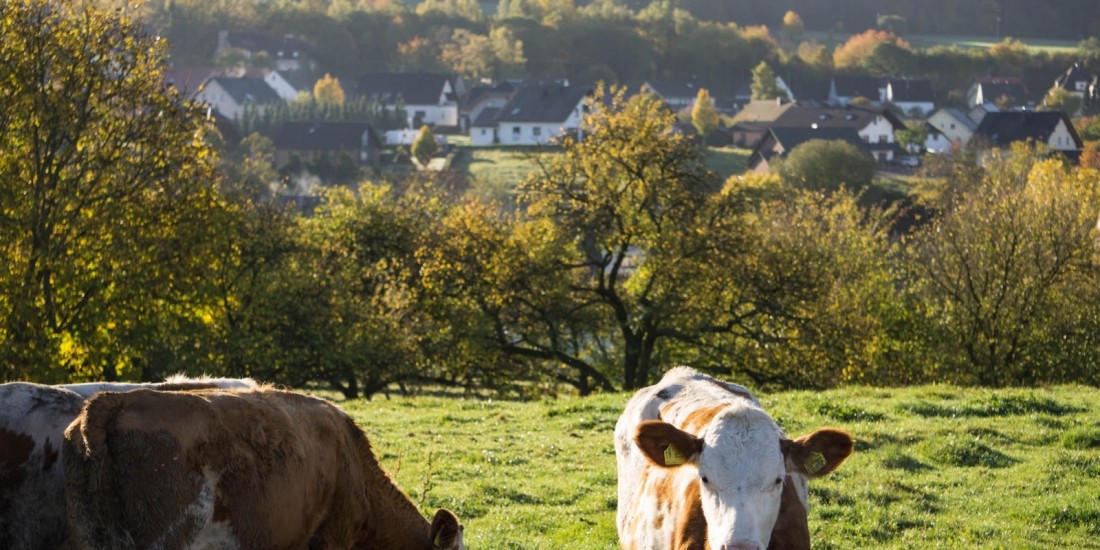 Nach wie vor ist Hoxel landwirtschaftlich geprägt. Mit dem