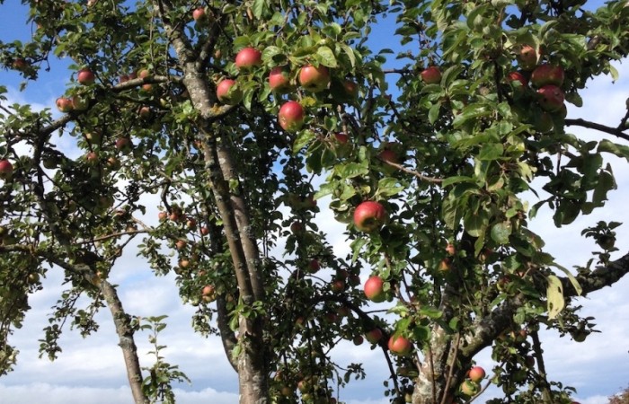 Dieses Jahr gibts reichlich Obst: Apfelbaum auf dem 