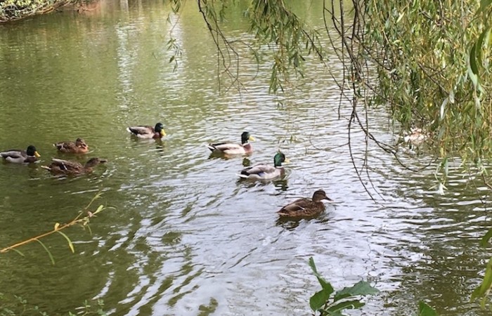 Entenfamilie im Hoxeler Weiher (Foto: Martina Arend), veröffentlicht: 17.10.2020