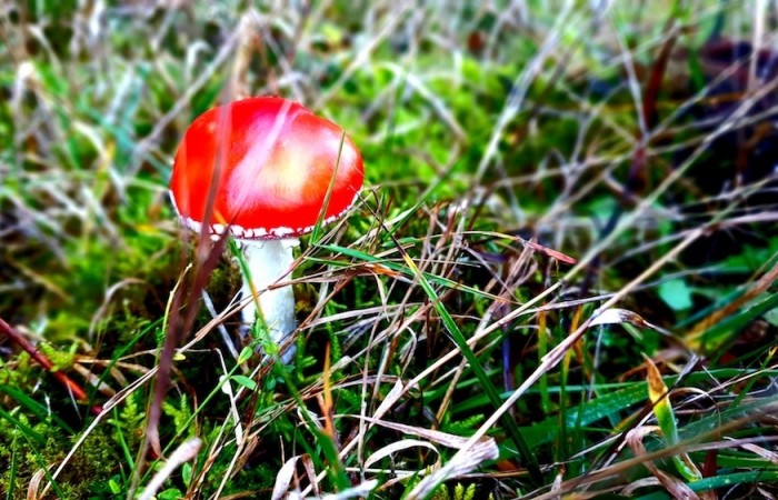 Fliegenpilz im Herchenbachtal  (Foto: Hannah Linn), veröffentlicht: 25.10.2020