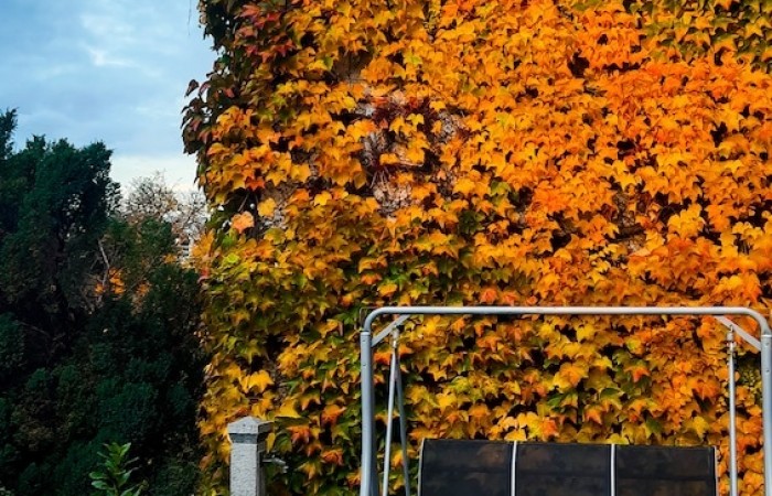 Laubwand bei Rentmeisters im Garten (Foto: Manfred Rentmeister), veröffentlicht: 31.10.2020