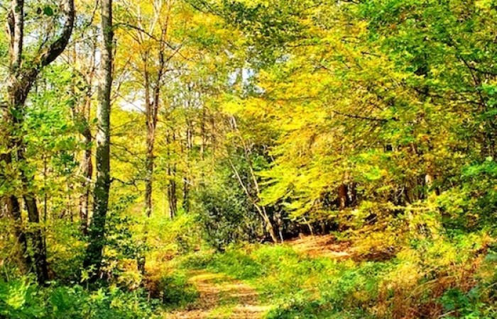 Herbstwald im Herchenbachtal (Foto: Hannah Linn), veröffentlicht: 25.10.2020