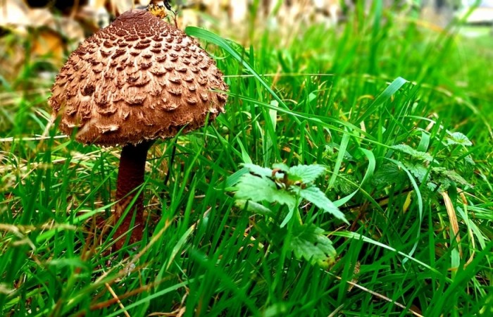 Pilz im Herchenbachtal (Foto: Hannah Linn), veröffentlicht: 25.10.2020