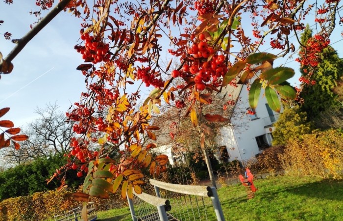 Wolzburger Spielplatz im Herbst (Foto: Carolin Engels, Morscheid-Riedenburg), veröffentlicht: 14.11.2020