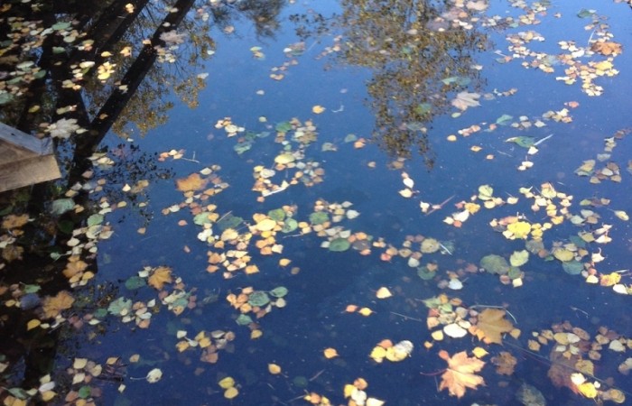 Auch am Hoxeler Tretbecken merkt man, dass der Herbst Einzug hält (Foto: Yvonne Loch, Hoxel), veröffentlicht: 04.10.2020