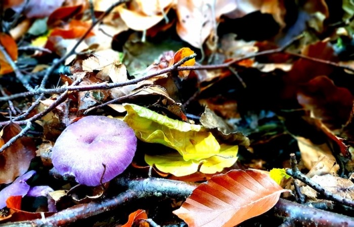 Ein violetter Lacktrichterling im Herchenbachtal (Foto: Hannah Linn), veröffentlicht: 25.10.2020