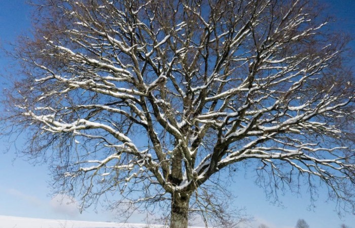 Blickfang an der Straße Wolzburg