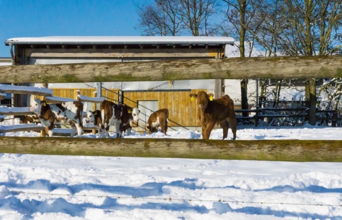 Kälbchen auf dem Steinerhof