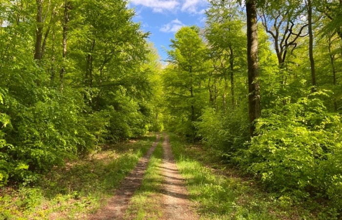 Waldpassagen dürfen natürlich nicht fehlen